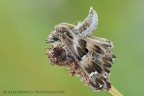 Carcharodus alceae Carcharodus alceae