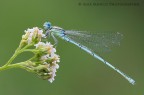 Erythromma lindenii Erythromma lindenii