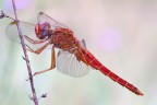 Libellula  rossa ( Sympetrum sanguineum)