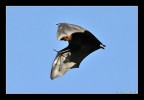 Bat in a blue sky... Bat in a blue sky...