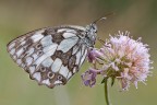 melanargia galathea melanargia galathea