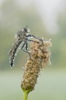 Mchimus SP Mchimus SP