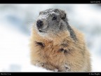 Marmotta # 3