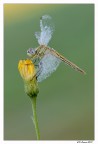 Sympetrum fonscolombii femmina Sympetrum fonscolombii femmina