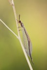 Macronemurus appendiculatus Macronemurus appendiculatus