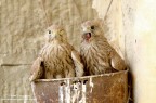 Fratelli Gheppi Fratelli Gheppi