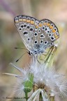 Aricia-agestis Aricia-agestis