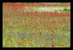 castelluccio #5 castelluccio #5
