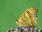 argynnis paphia argynnis paphia