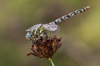 Onychogomphus uncatus Onychogomphus uncatus
