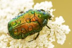 Cetonia Aurata: dettaglio sul dorso...