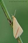 Rhodometra sacraria Rhodometra sacraria