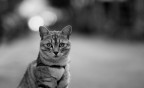 The Cat The Cat