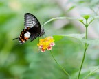 La farfalla e la pianta La farfalla e la pianta