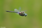 Somatochlora arctica : obbligatoriamente in volo Somatochlora arctica : obbligatoriamente in volo