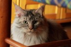 Maine Coon di due anni, in un raro momento di pausa