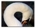 cigno cigno