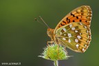 Argynnis aglaja