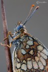 Melitaea athalia (Rottemburg, 1775) Melitaea athalia (Rottemburg, 1775)