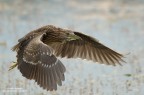 Giovane Nitticora Giovane Nitticora