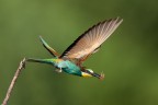 Volo Volo