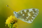 Pontia edusa Pontia edusa