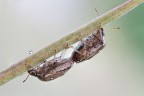 Minuscola coppia di Rincoti 3:1 Minuscola coppia di Rincoti 3:1