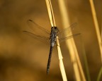 libellula libellula