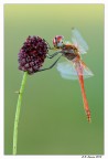 Sympetrum fonscolombii maschio