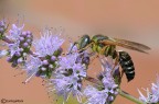 Crabronis sp. Crabronis sp.