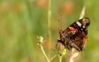 Vanessa Atalanta Vanessa Atalanta