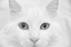 Crystal Eyes Crystal Eyes