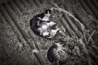 gatti sul tetto gatti sul tetto