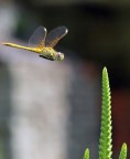 in volo in volo