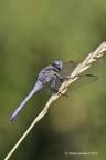 Orthetrum brunneum Orthetrum brunneum
