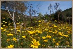 primavera ... primavera ...