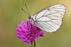 Aporia Aporia