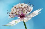 Fiore 1 Fiore 1