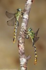Onychogomphus forcipatus - femmina e maschio