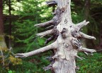 Dry tree Dry tree