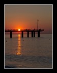 alba alba