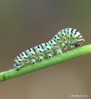 1/4-f/18-Iso 100-Cavalletto-Scatto remoto-Flash