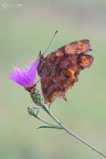Polygonia c-album Linnaeus 1758 Polygonia c-album Linnaeus 1758