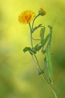 Nel giallo... Nel giallo...