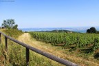 Vigneti d'estate Vigneti d'estate