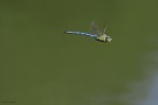 Anax imperator... al volo!