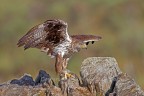 Aquila del Bonelli Aquila del Bonelli