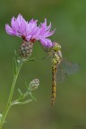 Sympetrum striolatum