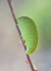 Iphiclides podalirius Iphiclides podalirius