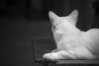 gatto 3 gatto 3